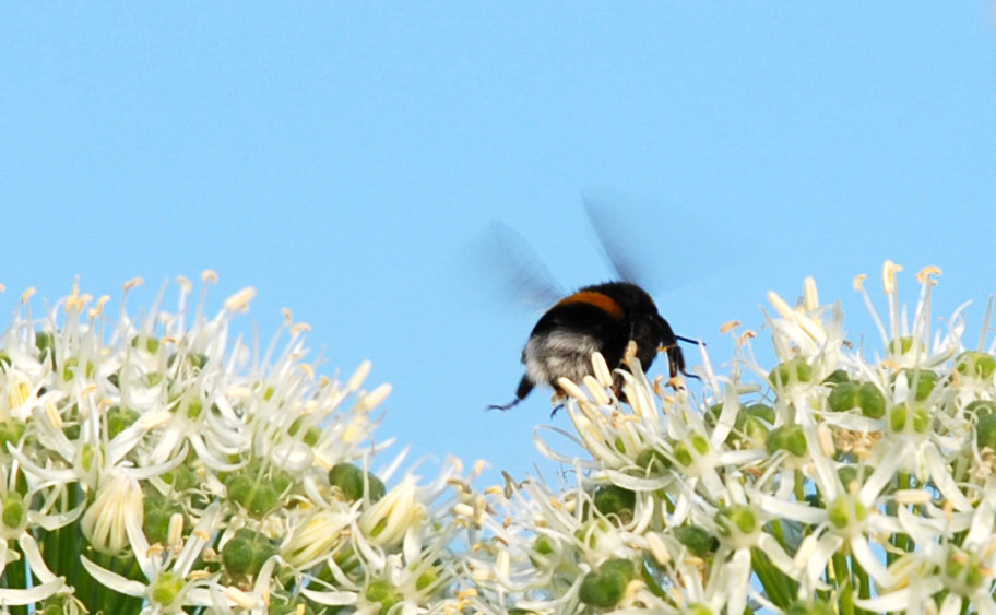 Mission Hummel frontal