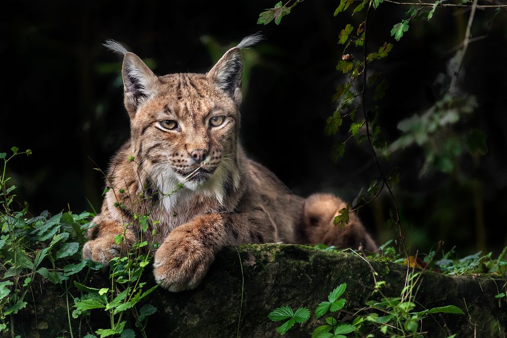 MISSION IMPOSSIBLE: THE ULTIMATE PORTRAIT OF LYNX