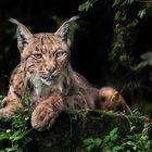 MISSION IMPOSSIBLE: THE ULTIMATE PORTRAIT OF LYNX