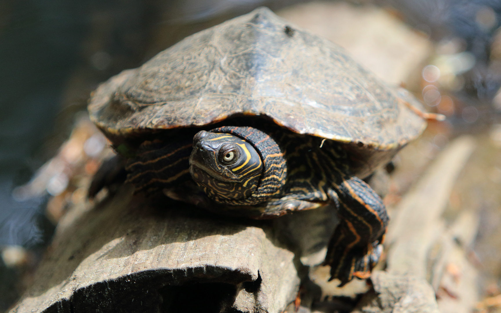 Missisipi-Höckerschildkröte