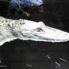 Missisippe Alligator - Terrazoo Rheinberg - aufgenommen unter Wasser