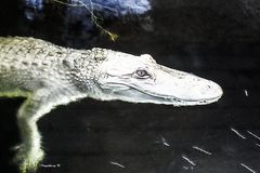 Missisippe Alligator - Terrazoo Rheinberg - aufgenommen unter Wasser