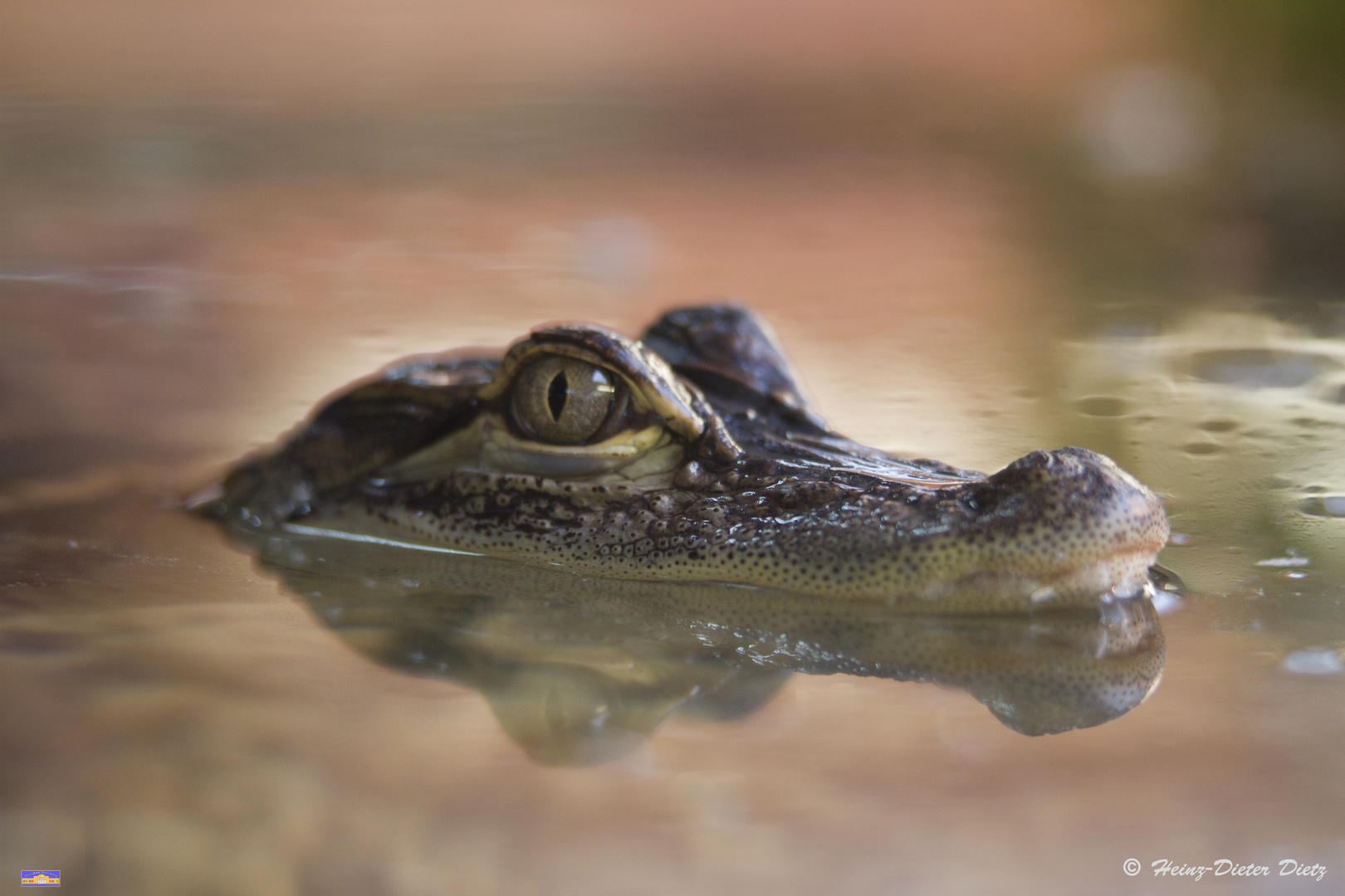 Missisippi Aligator