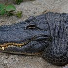 Missisippi Alligator