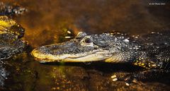 Missisippi-Alligator Weibchen
