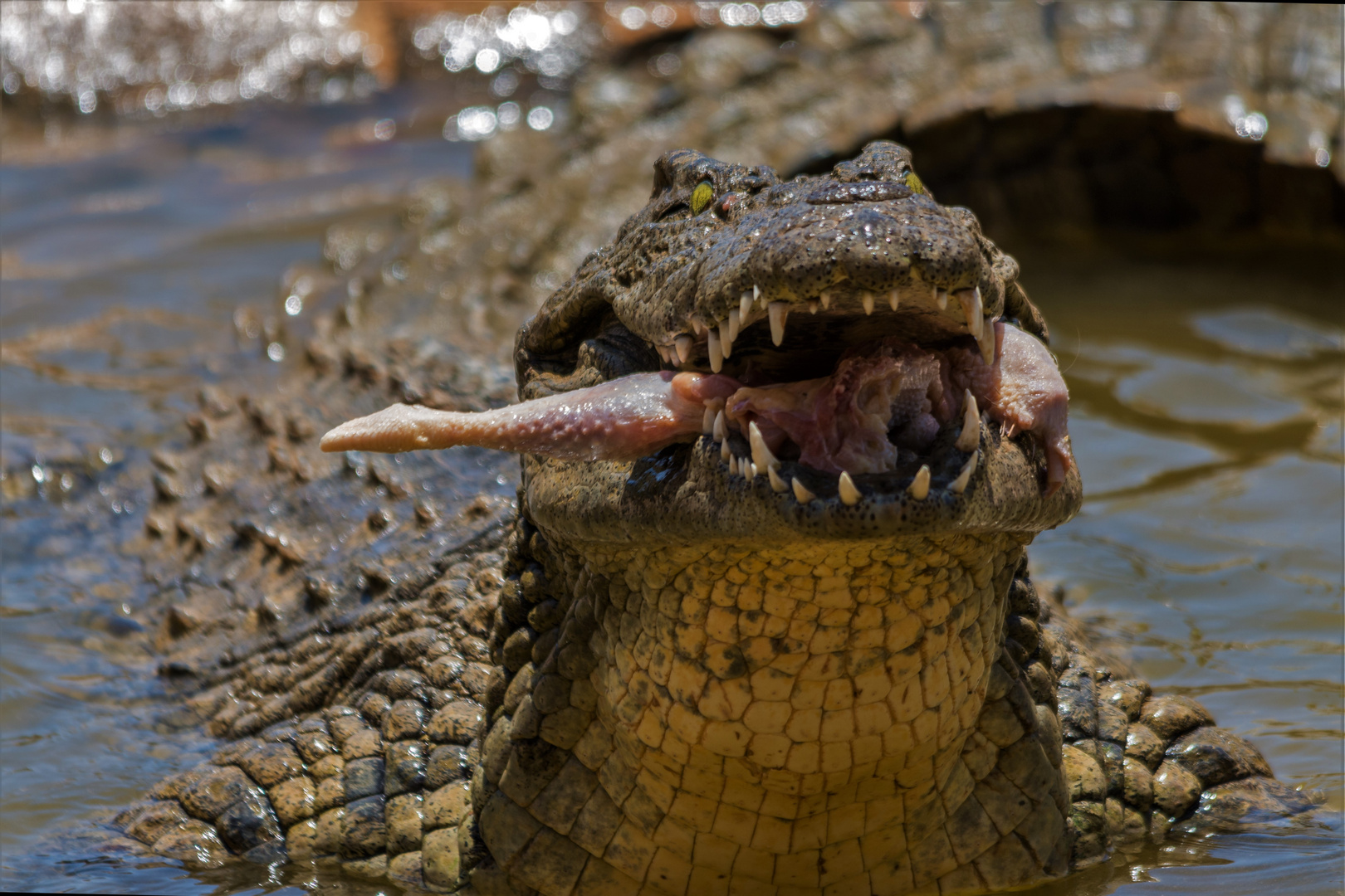 Mississipi - Alligartor 2 ( Krokodil Park - Gran Canaria )