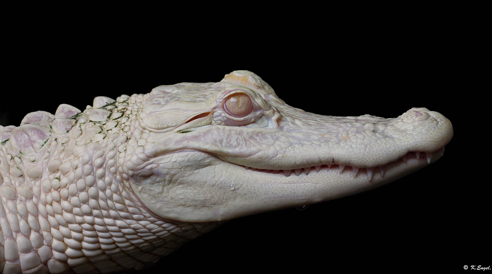 Mississippi Albino - Alligator