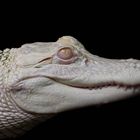 Mississippi Albino - Alligator