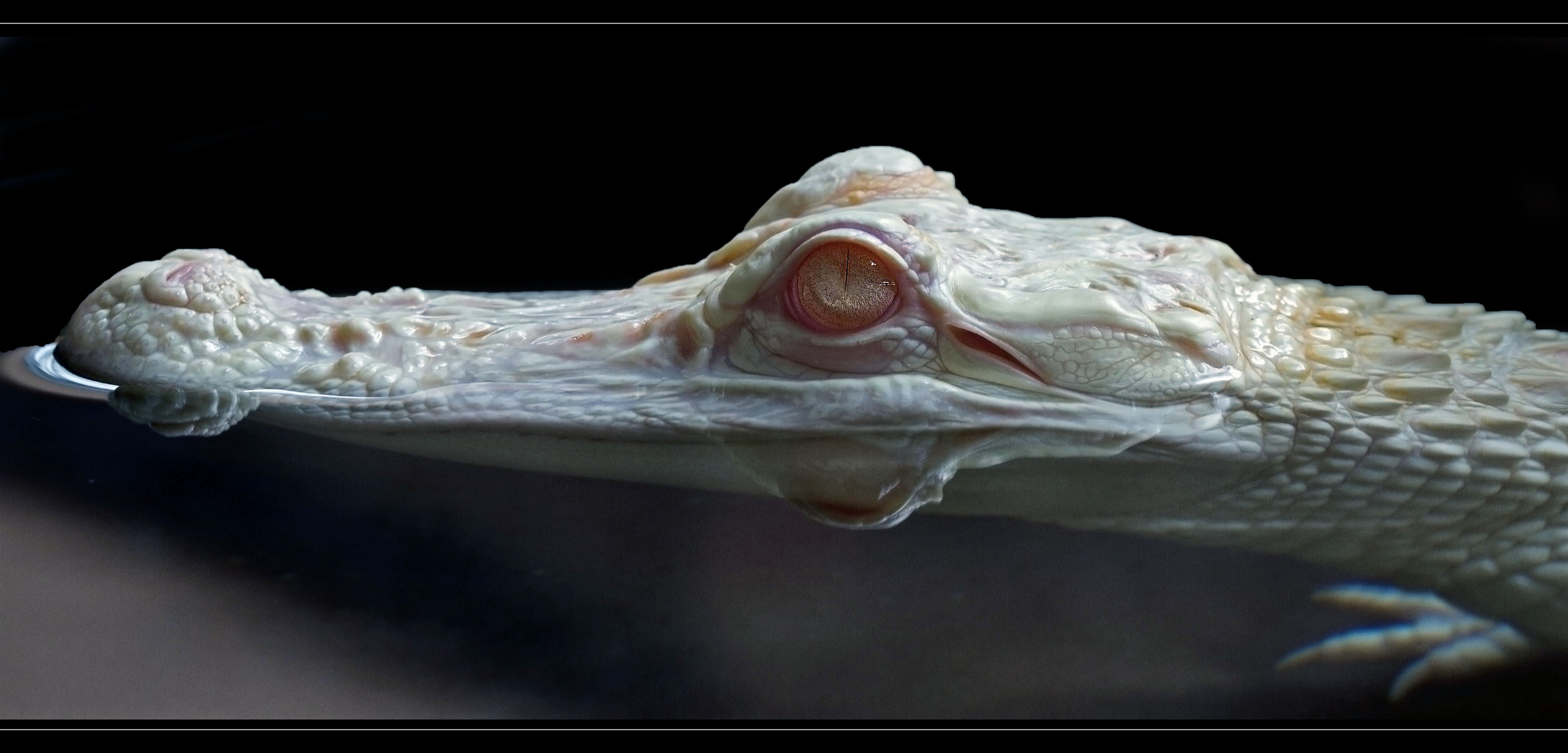 Mississippi Albino - Alligator