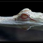 Mississippi Albino - Alligator