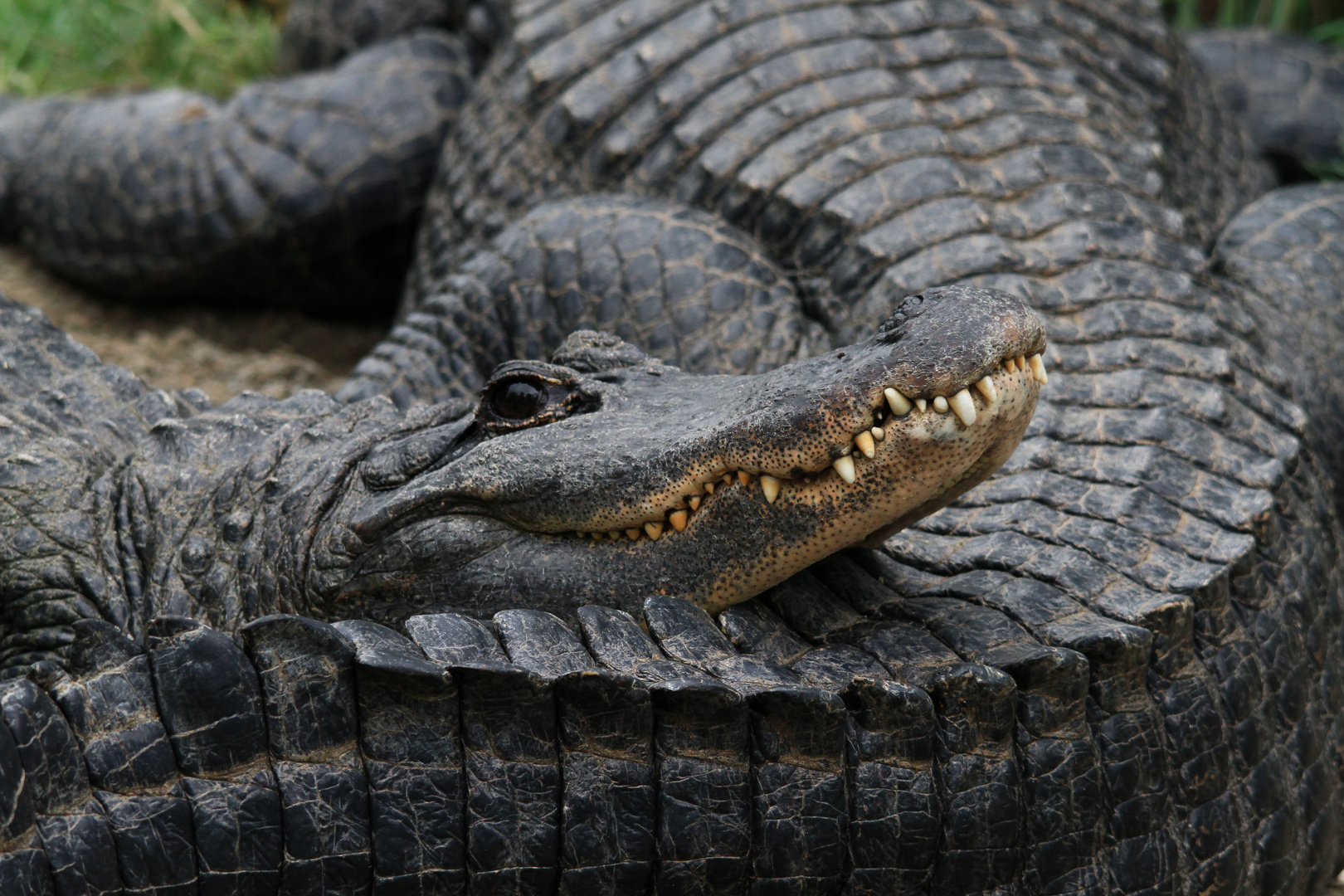 Mississippi Alligator Foto & Bild tiere, zoo, wildpark & falknerei