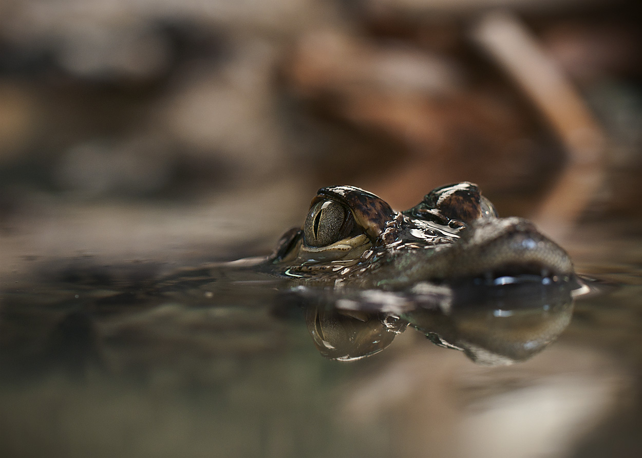 Mississippi Alligator