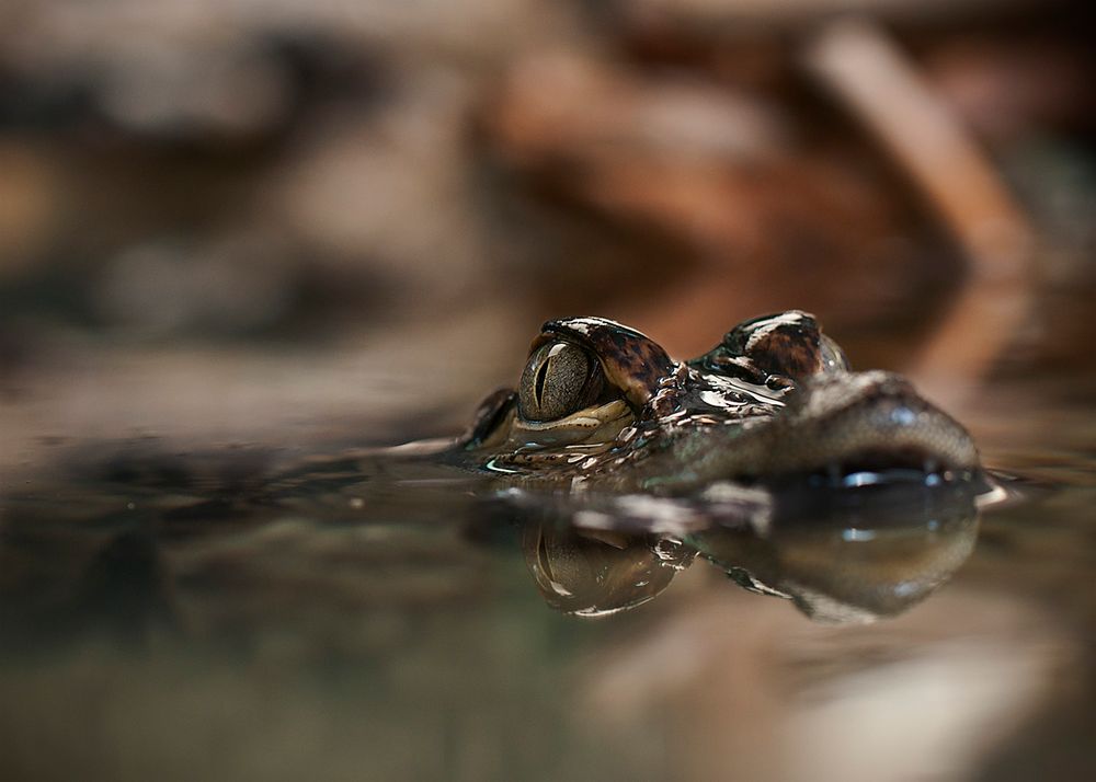 Mississippi Alligator