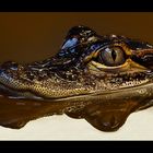 *** Mississippi-Alligator (3) ***