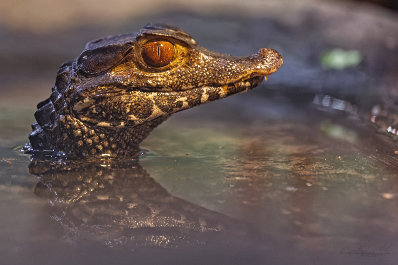 Mississippi Alligator