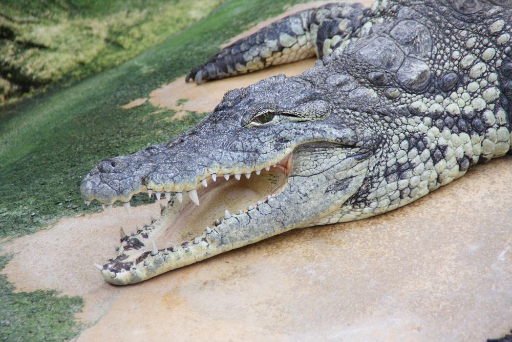 Mississippi-Alligator