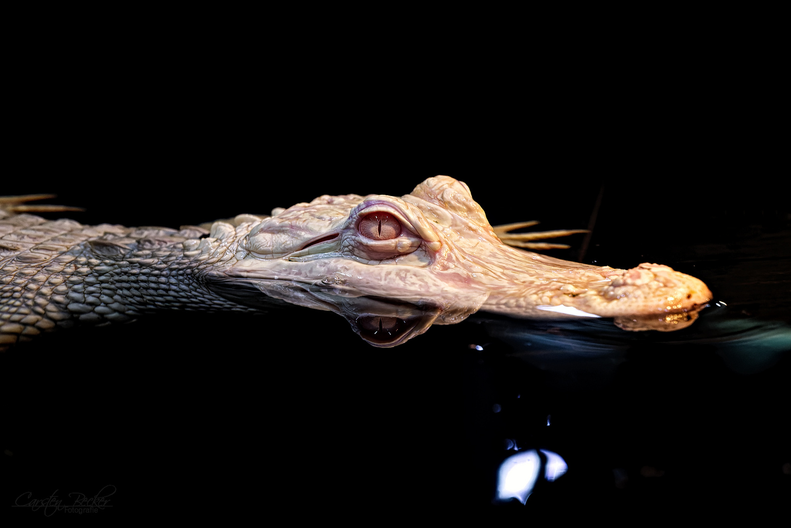 Mississippi Alligator (albino)