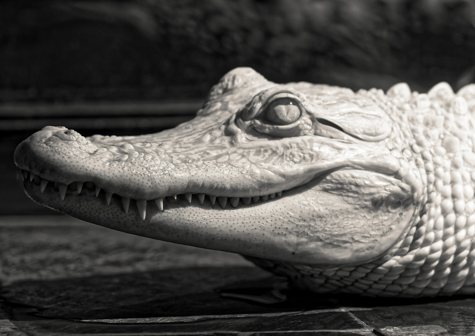 Mississippi Alligator (Albino)