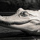 Mississippi Alligator (Albino)