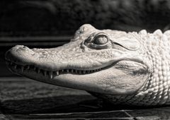 Mississippi Alligator (Albino)