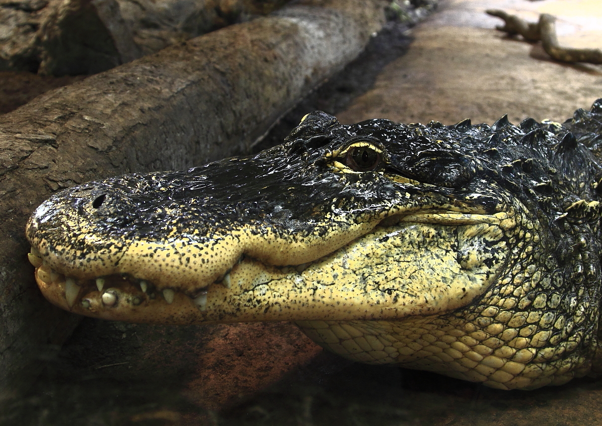 Mississippi-Alligator (Alligator mississippiensis)