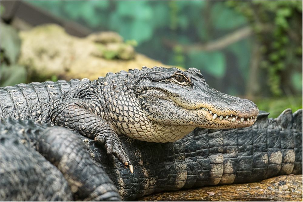 MississippiAlligator Foto & Bild natur, portrait, porträt Bilder auf