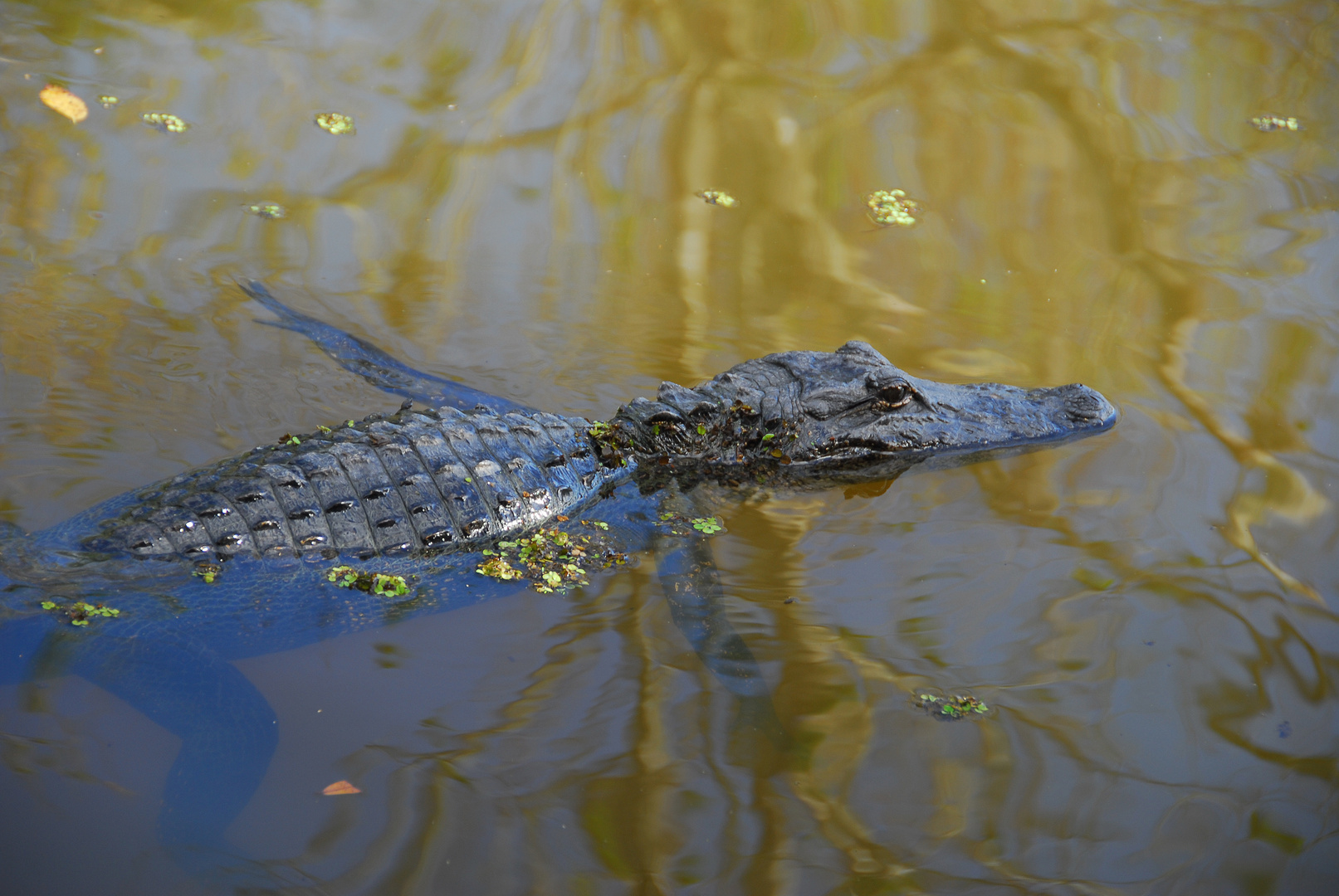 Mississippi-Alligator