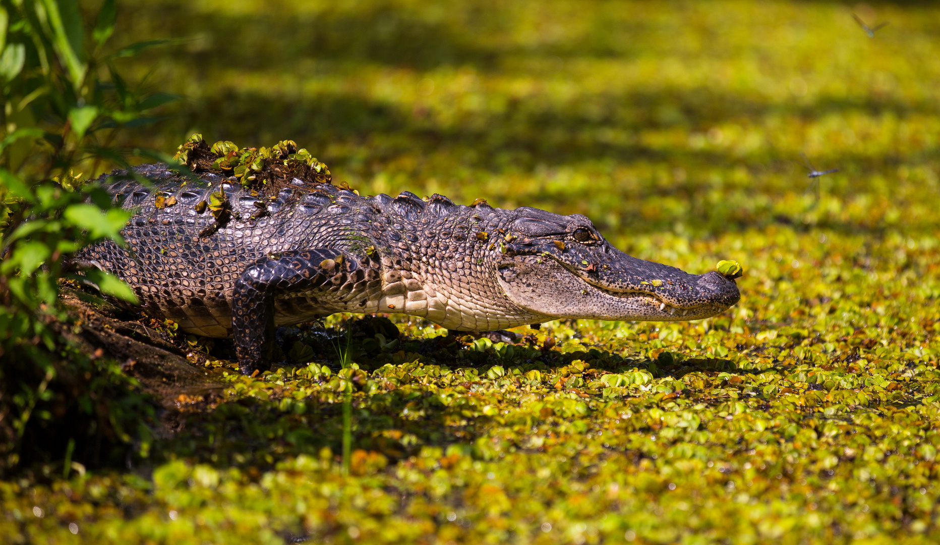 Mississippi Alligator balanciert ein Krönchen auf seiner Nase