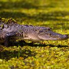 Mississippi Alligator balanciert ein Krönchen auf seiner Nase