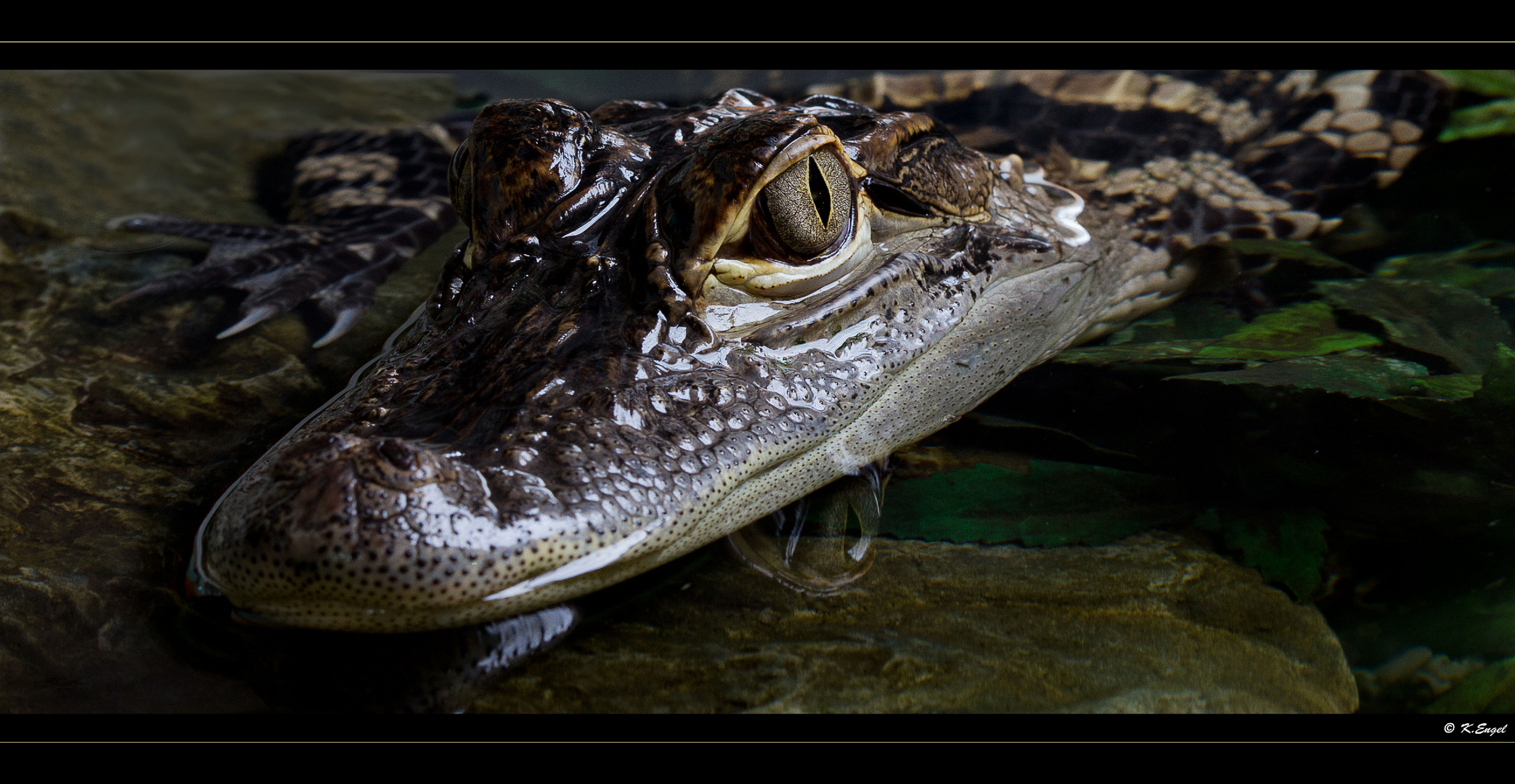 Mississippi Alligator