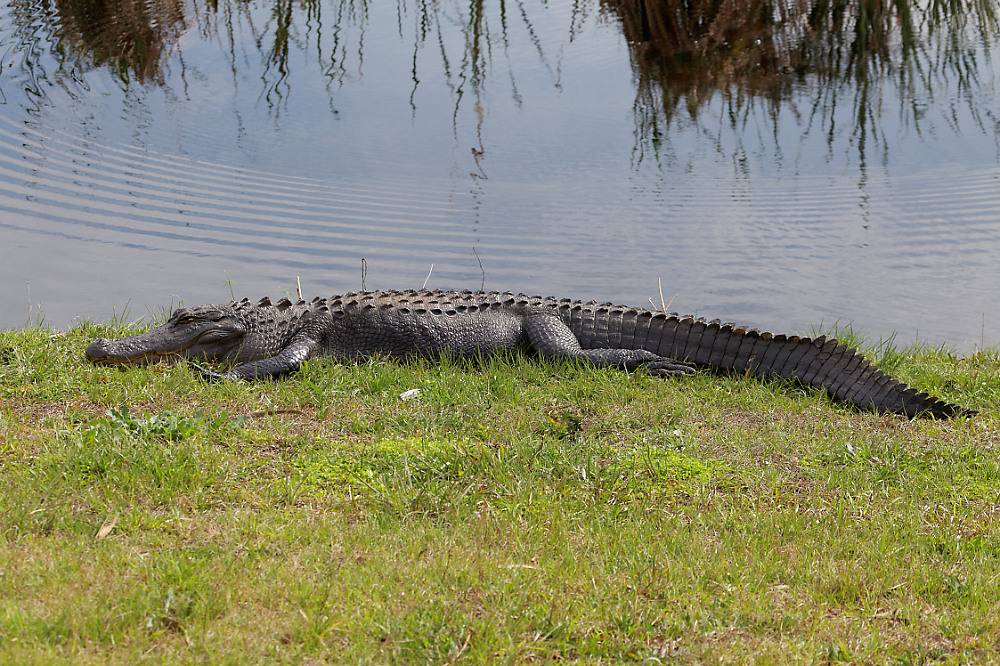 Mississippi Alligator