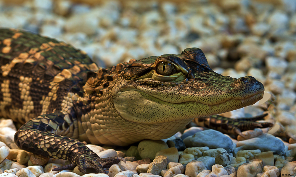 Mississippi Alligator II Foto & Bild natur, zoo, tiere Bilder auf