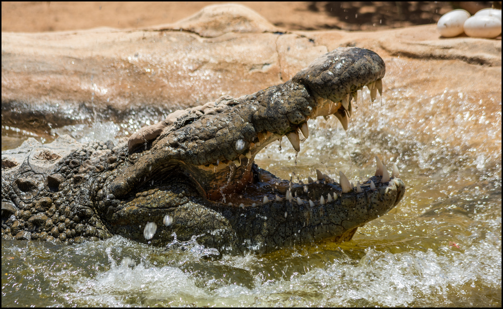 Mississippi - Alligator ( Krokodilpark - Gran Canaria ) 