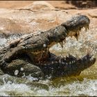 Mississippi - Alligator ( Krokodilpark - Gran Canaria ) 