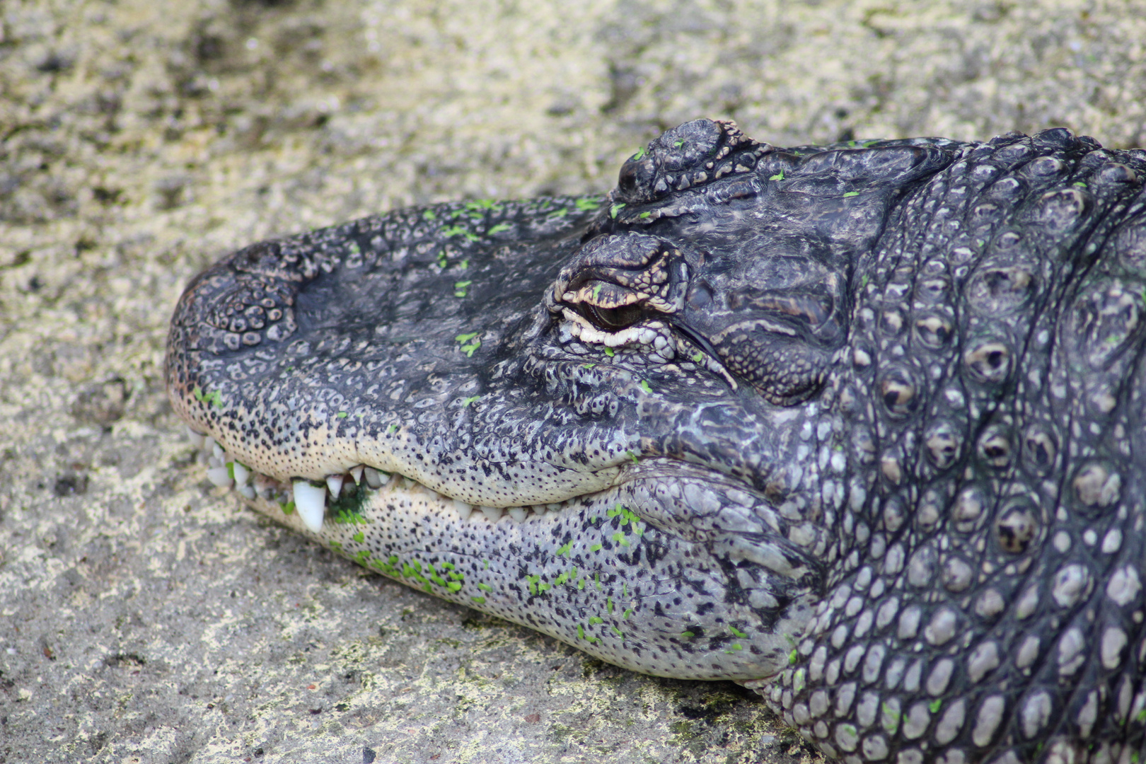 Mississippi-Alligator - Zoo Leipzig