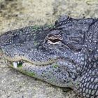 Mississippi-Alligator - Zoo Leipzig