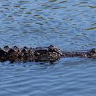 Mississippi-Alligator_3