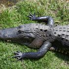 Mississippi Alligator_4