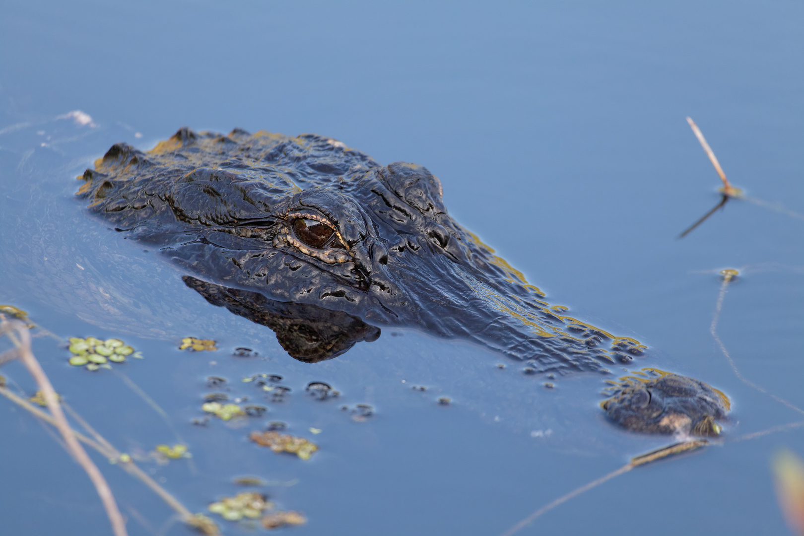 Mississippi Alligator_6