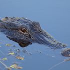 Mississippi Alligator_6