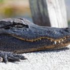 Mississippi- Alligator_7