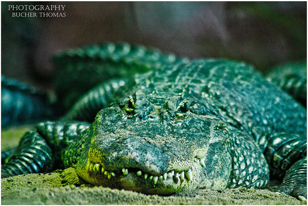 Mississippi Sumpfalligator