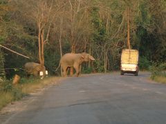 misslauniger Elefant