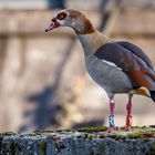 Missmutige Nilgans (Alopochen aegyptiaca)