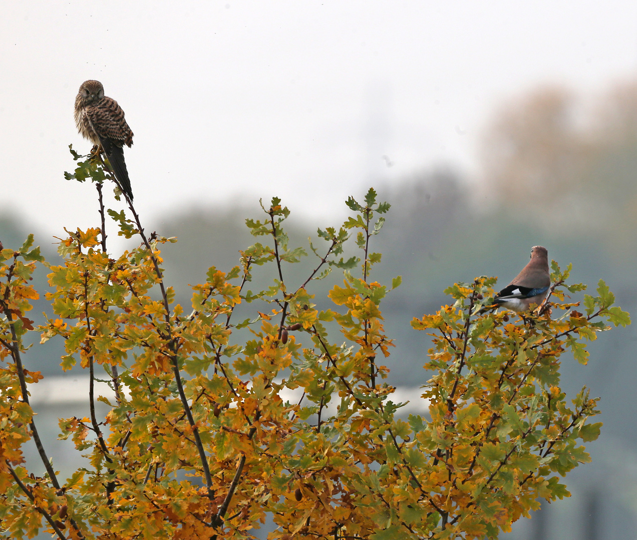 Misstrauen, Falke und Eichelhäher