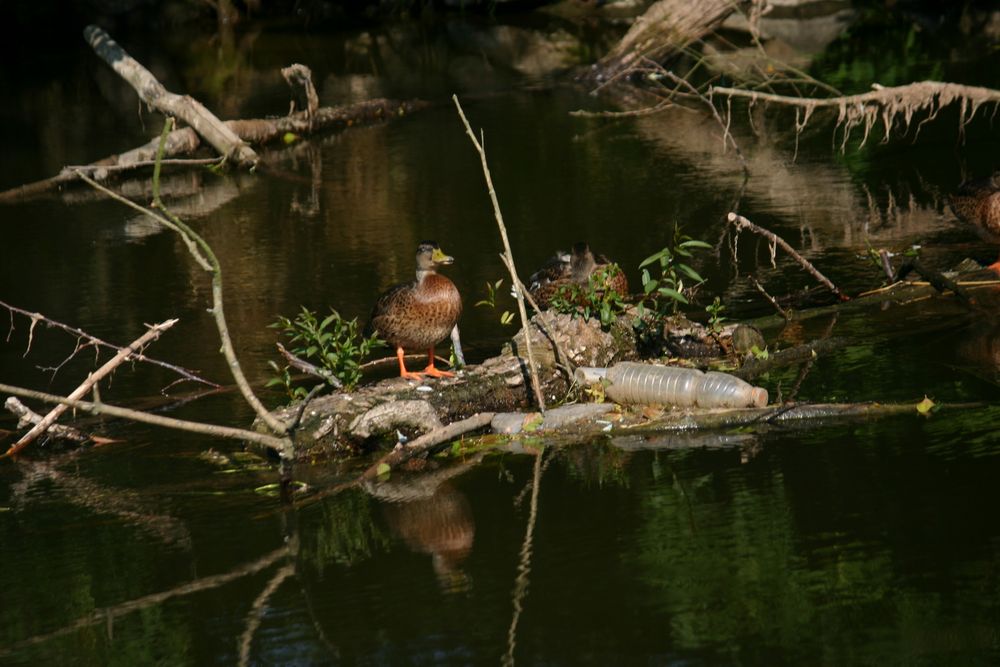 misstrauischer Blick zum Boot