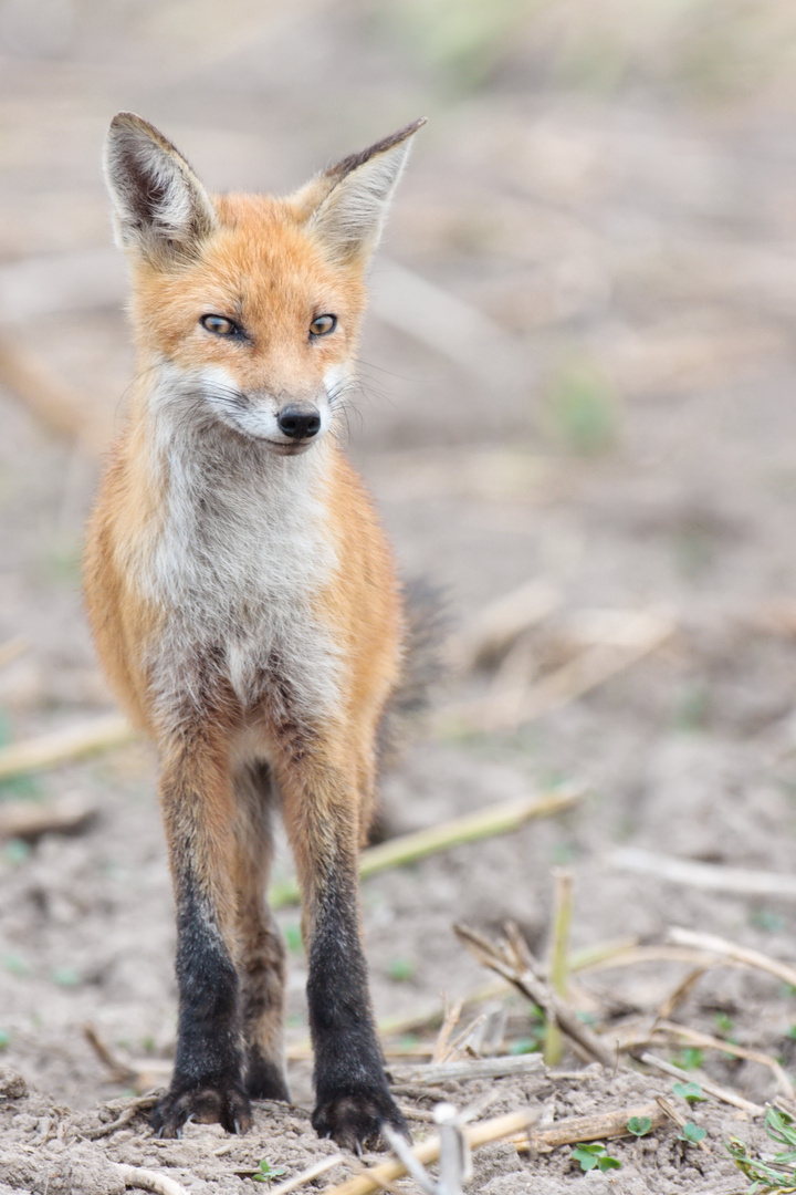 Misstrauischer Fuchs