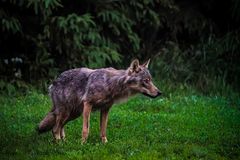 misstrauischer Wolf