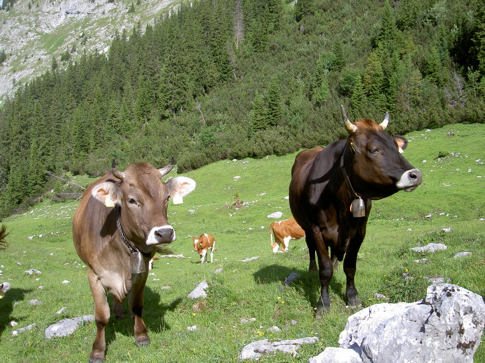 Misswahl auf der Jägeralpe