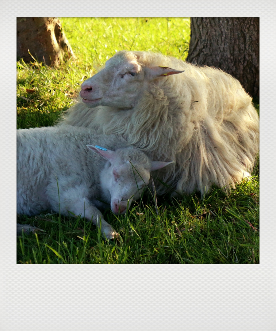 [... Missy has a little lamb...]